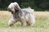 TERRIER DU TIBET 106